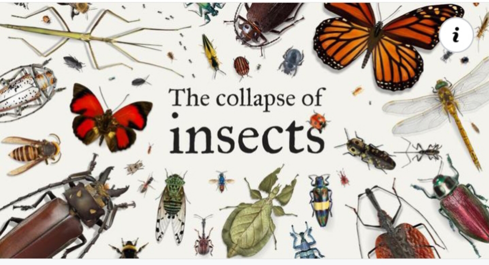 INSECTS AT THE BRINK OF EXTINCTION